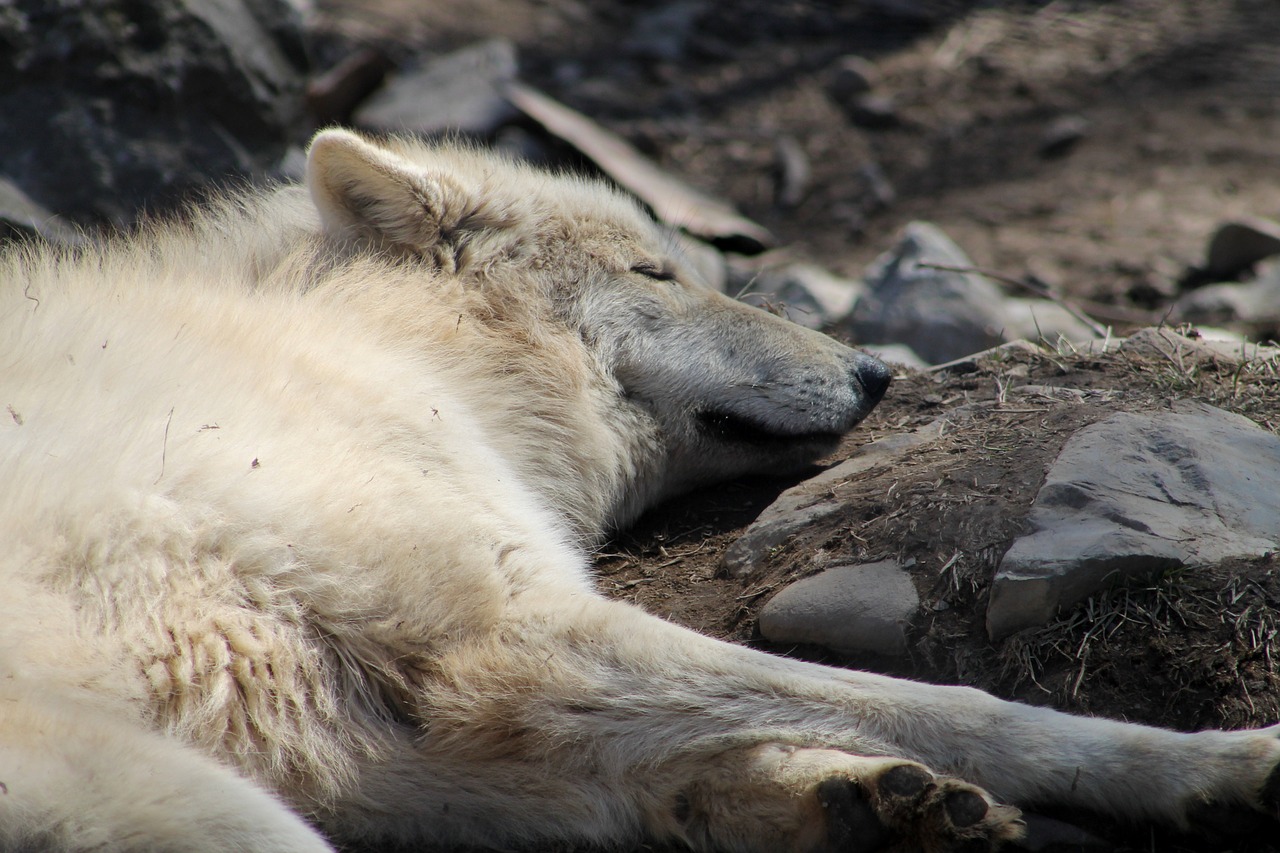 animal zoo wolf free photo