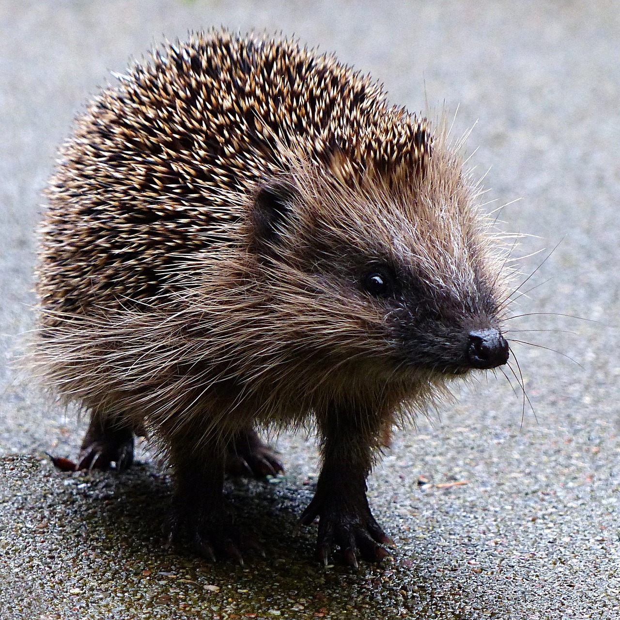 animal mammal hedgehog free photo