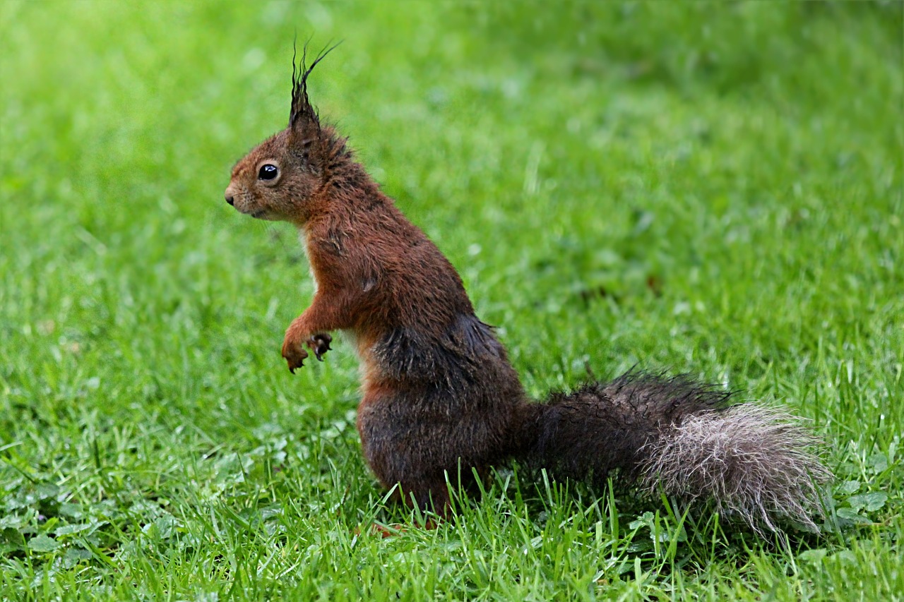 animal mammal squirrel free photo