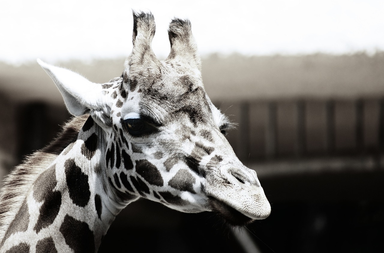 animal giraffe zoo free photo