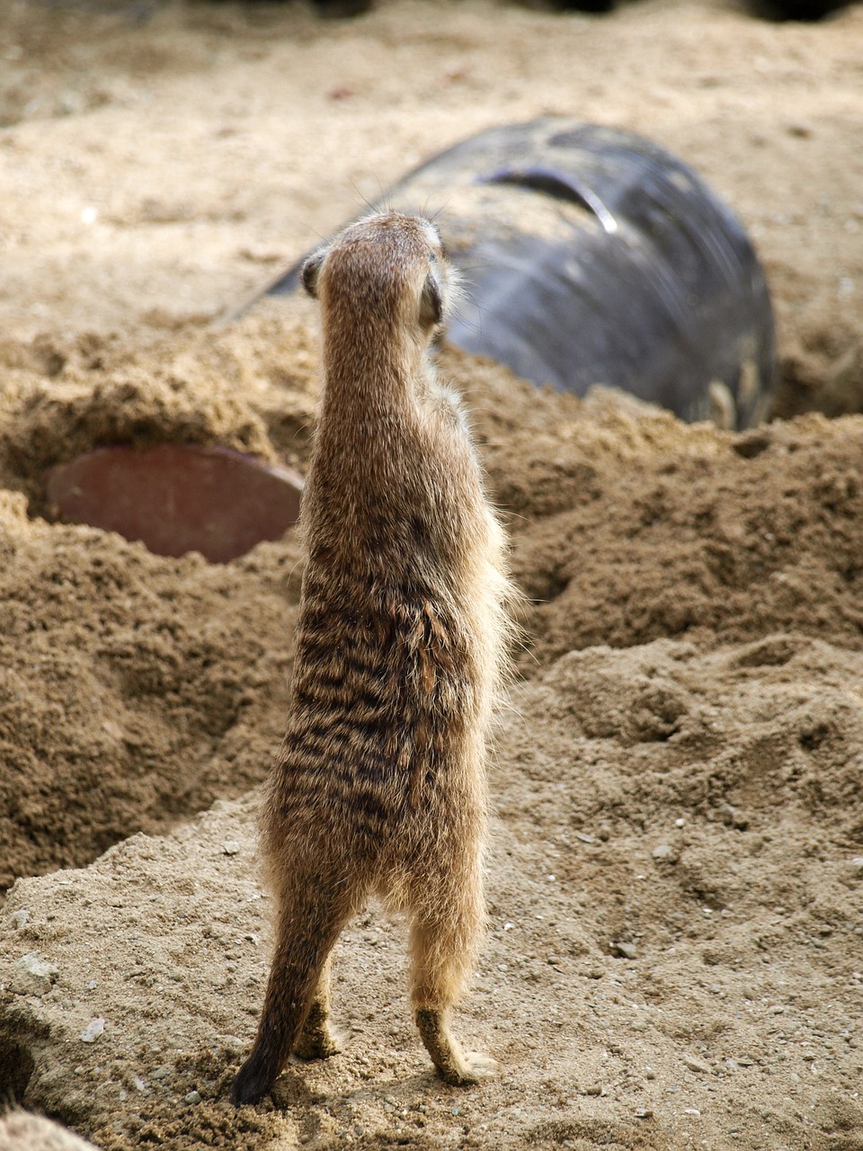animal zoo meerkat free photo