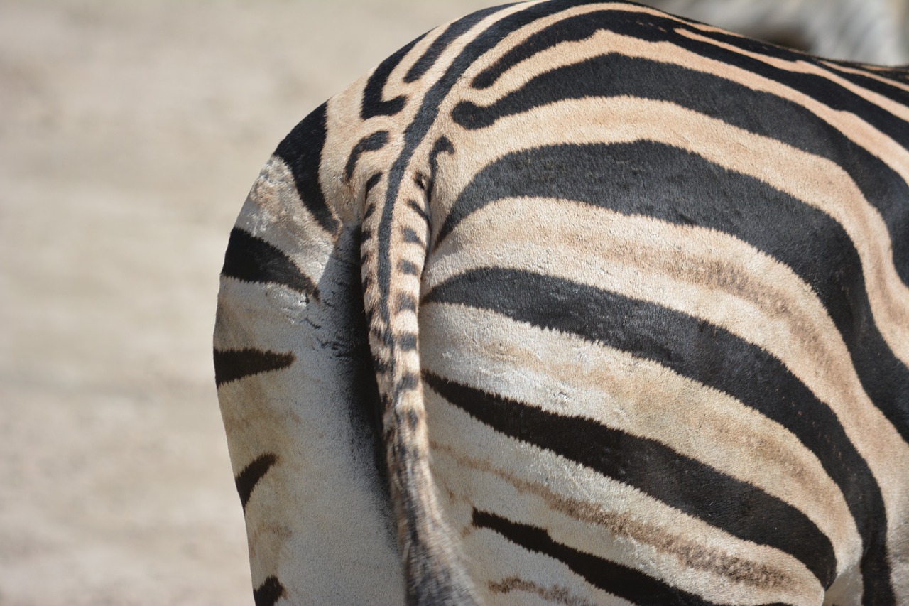 animal zebra from the rear free photo