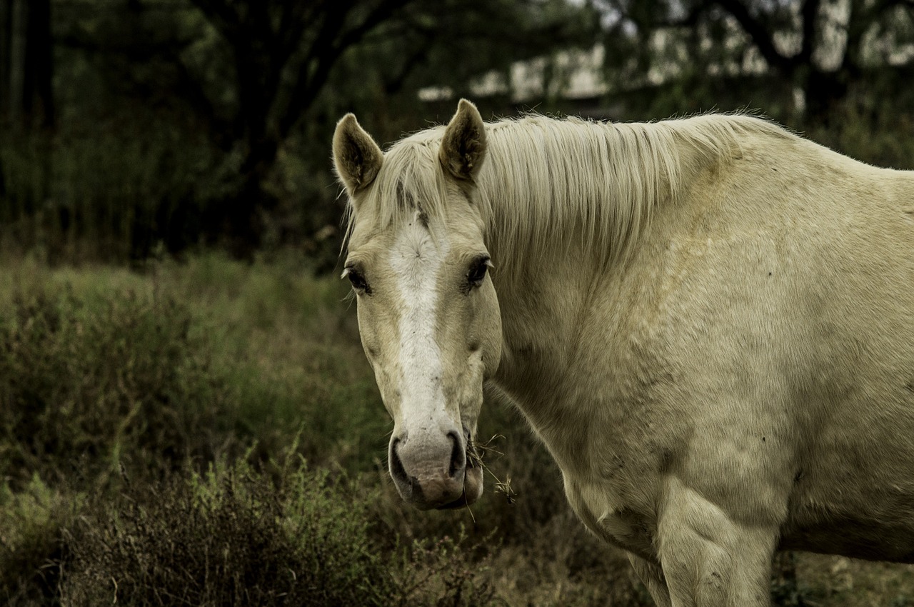 animal horse horse head free photo