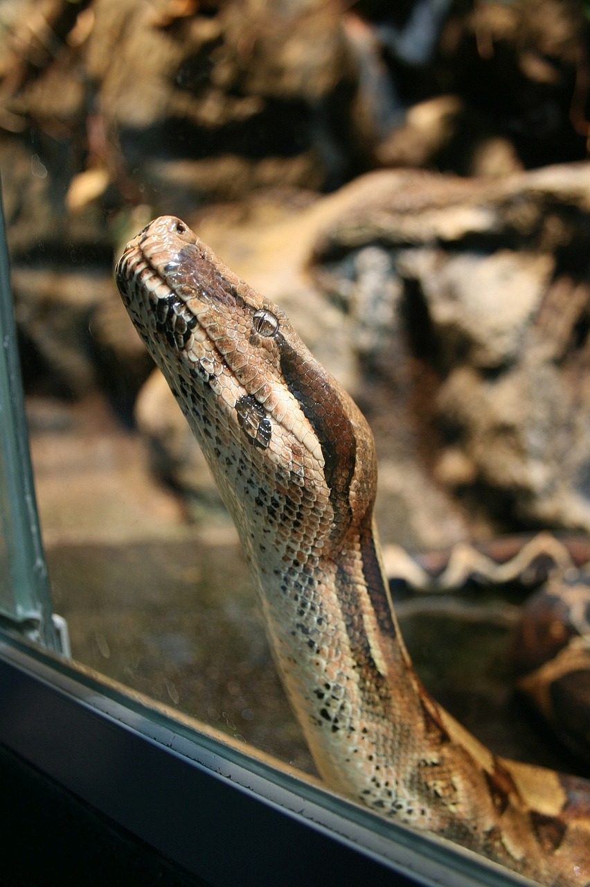 animal snake reptile free photo