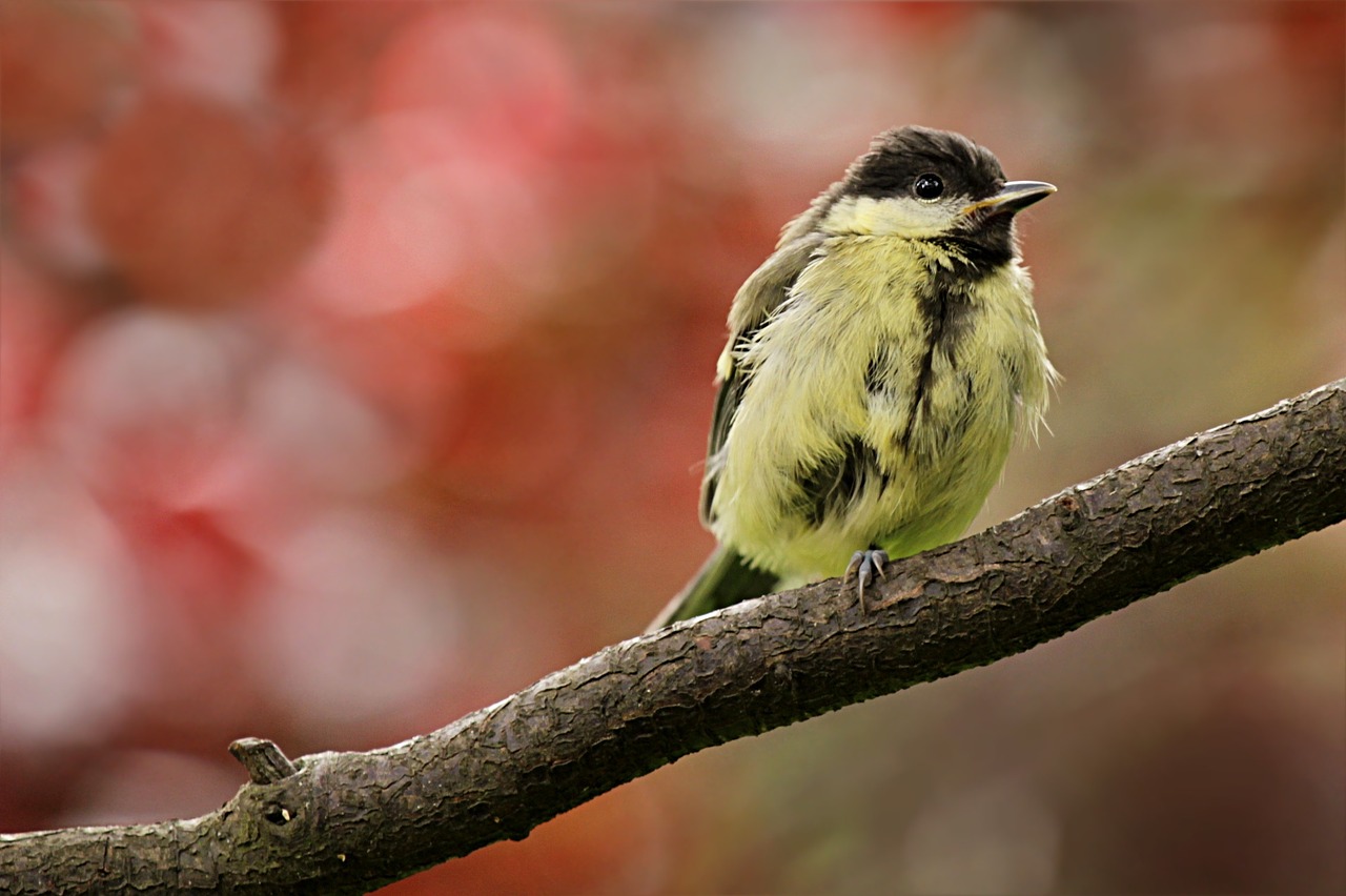 tit animal bird free photo