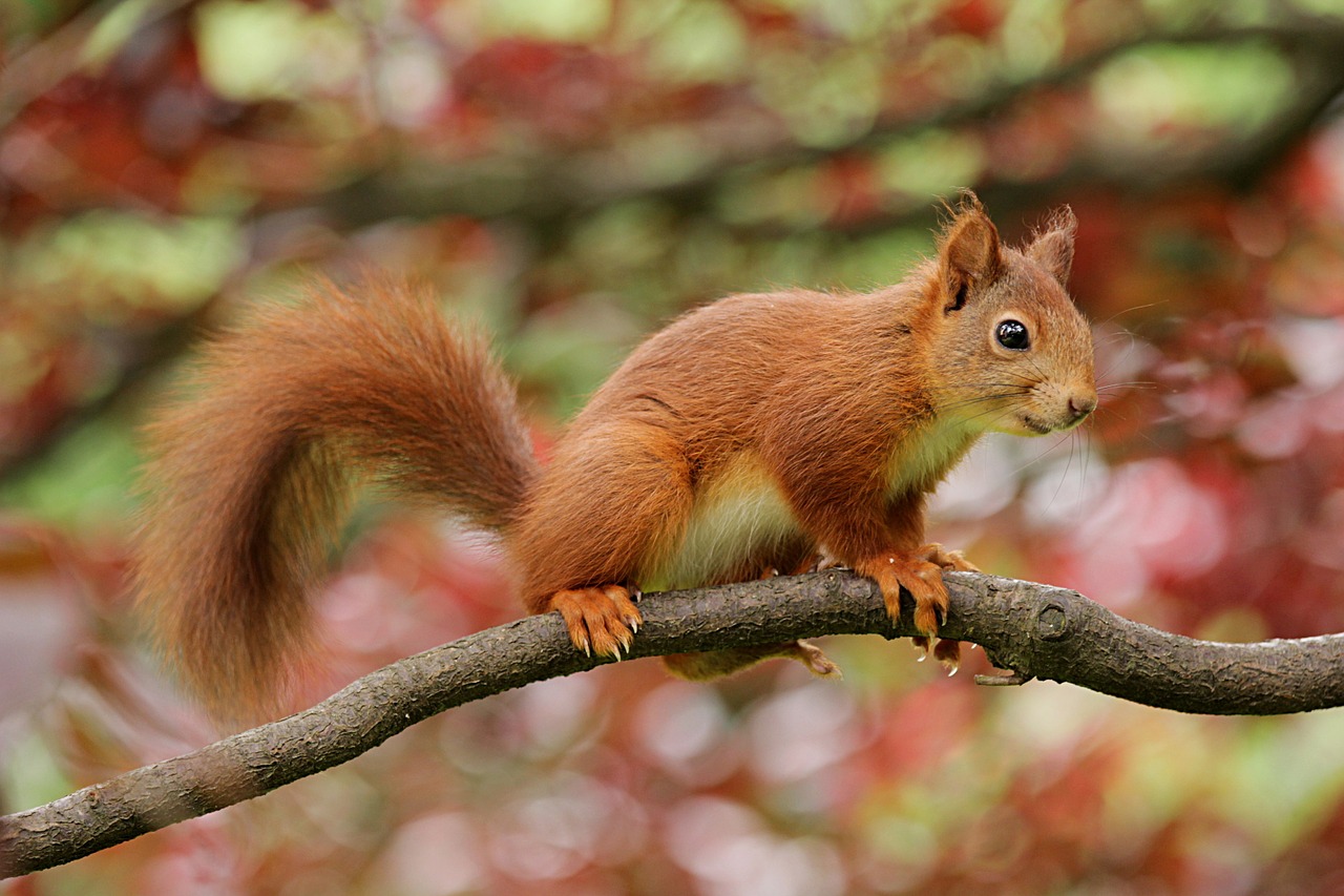 squirrel nager rodent free photo