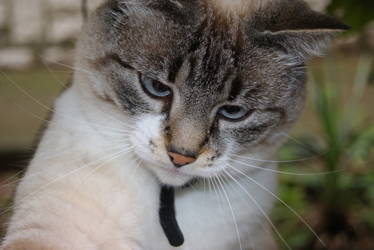 animal cat blue eyes free photo