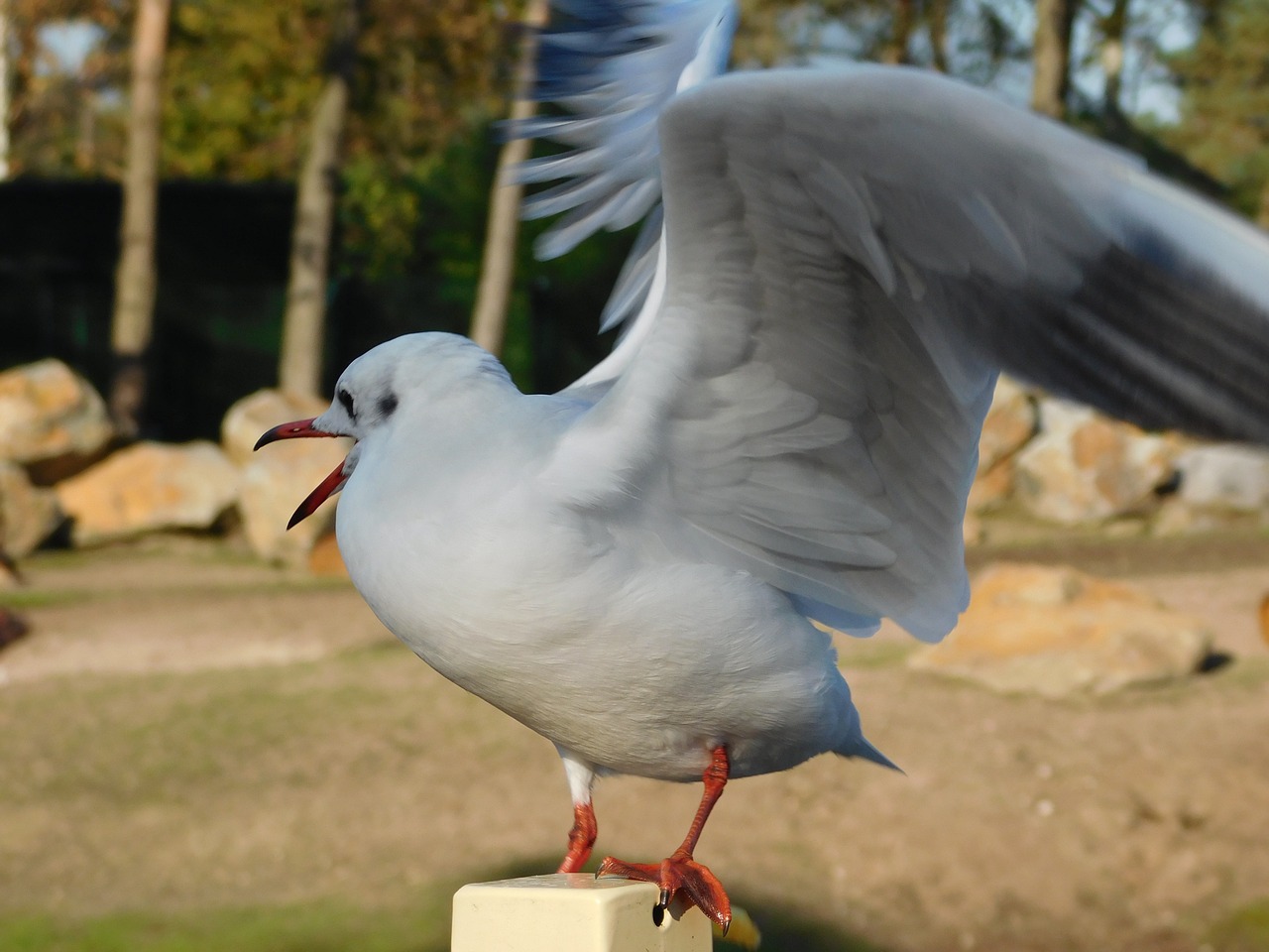 animal seagull water bird free photo