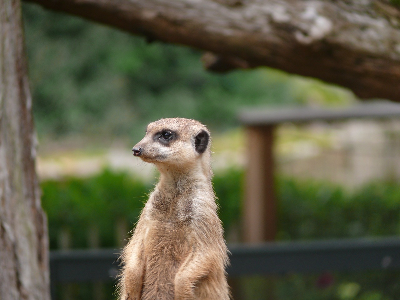 animal meerkat nature free photo