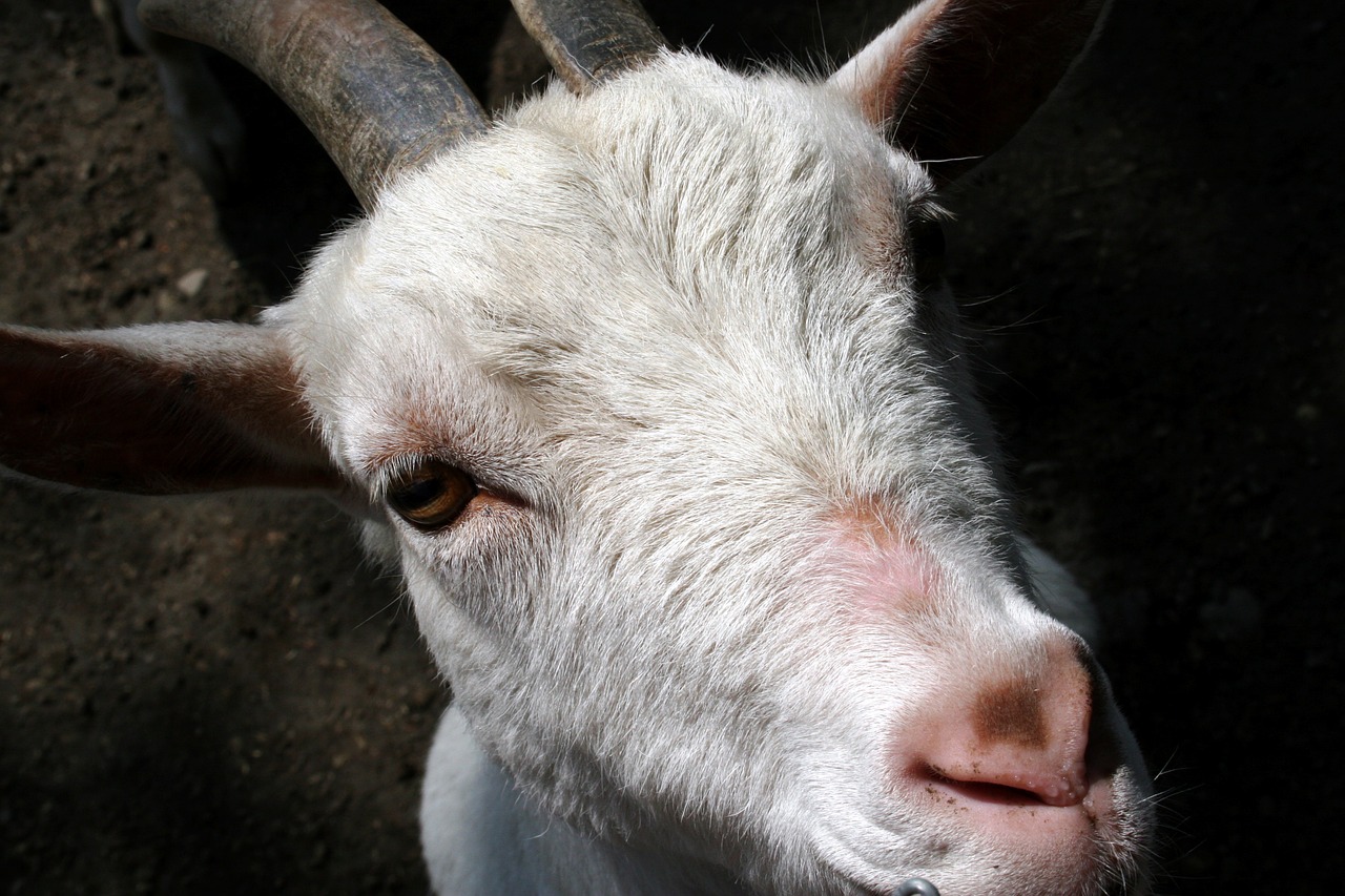 animal white goat farm free photo