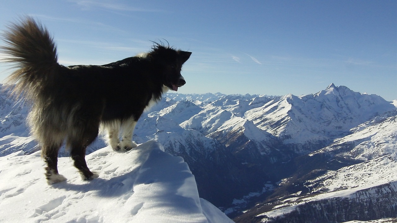 animal dog mountain free photo