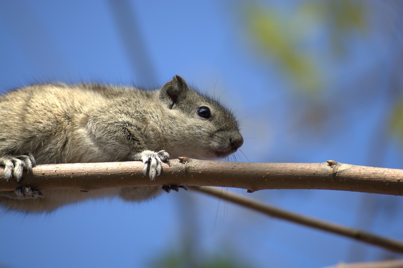 animal mammal squirrel free photo