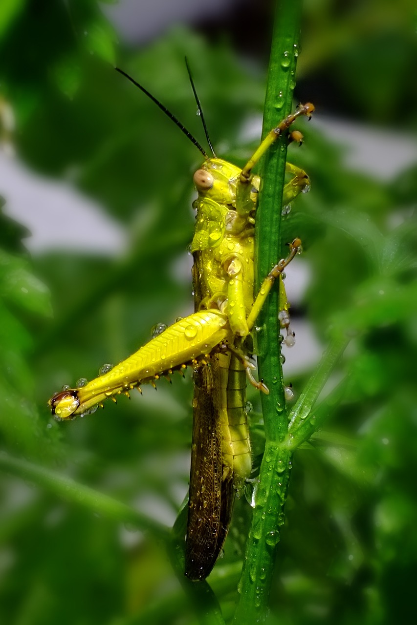 animal green yellow free photo