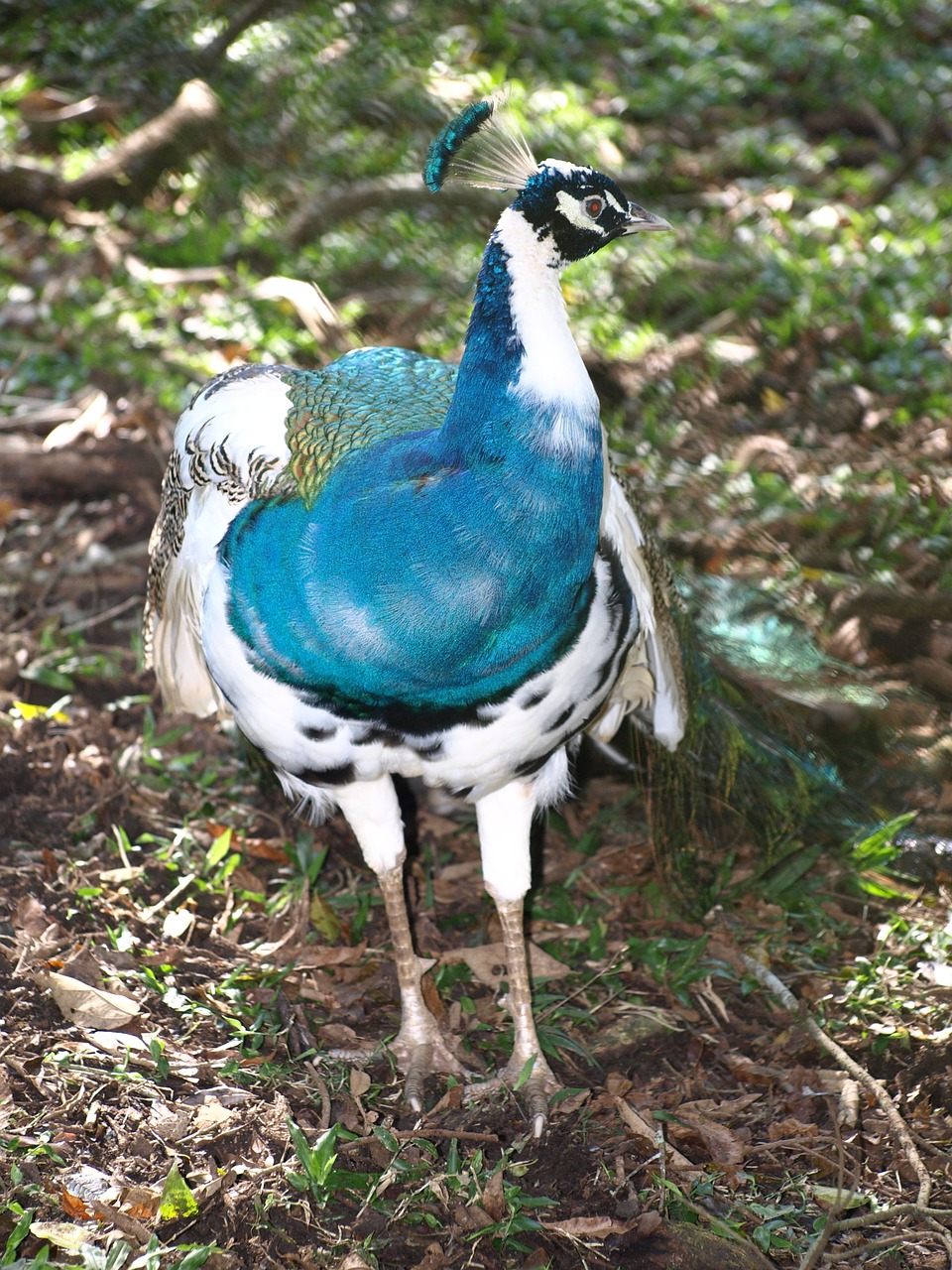 animal peacock peacock harlequin free photo