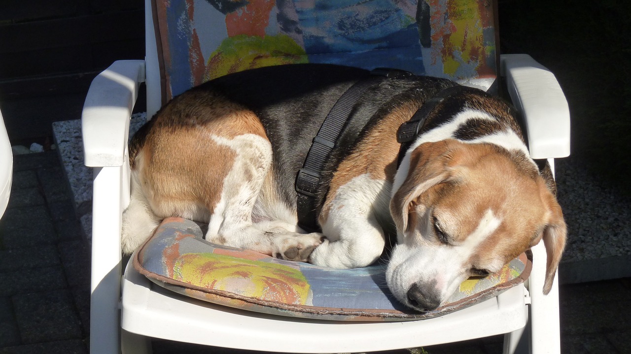 animal dog beagle free photo