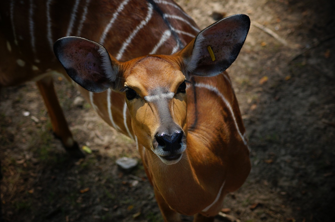 animal deer nature free photo