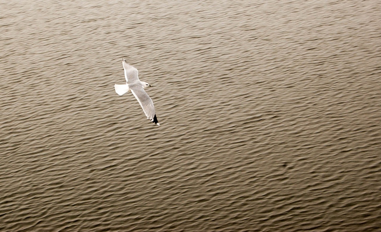 animal bird bird life free photo