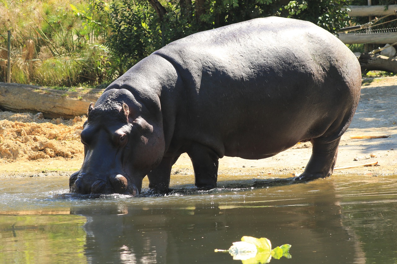 animal wild hippo free photo