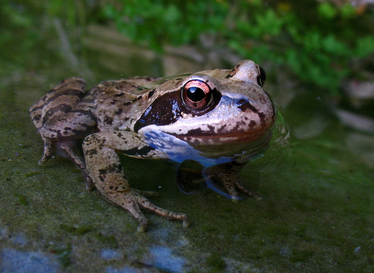 animal amphibian frog free photo