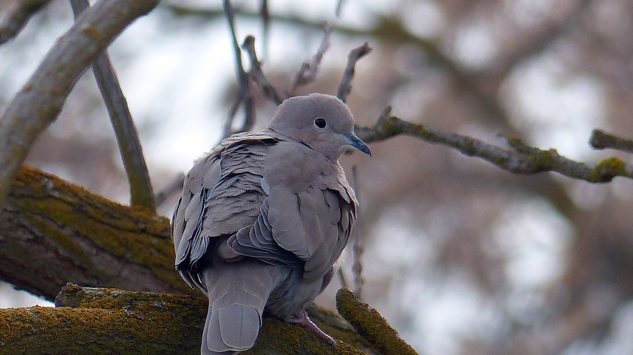 dove animal bird free photo