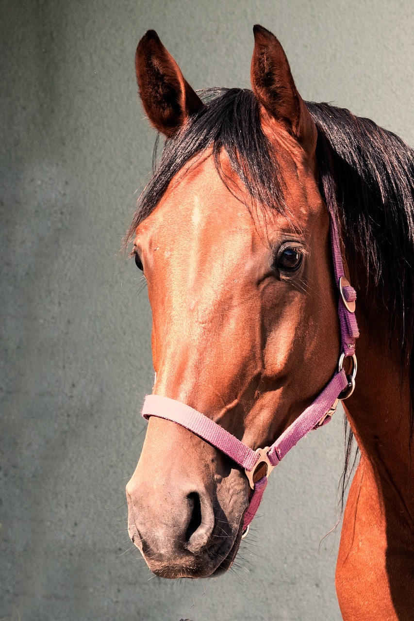 animal horse horse head free photo