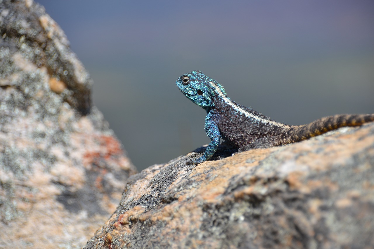 animal gecko reptile free photo