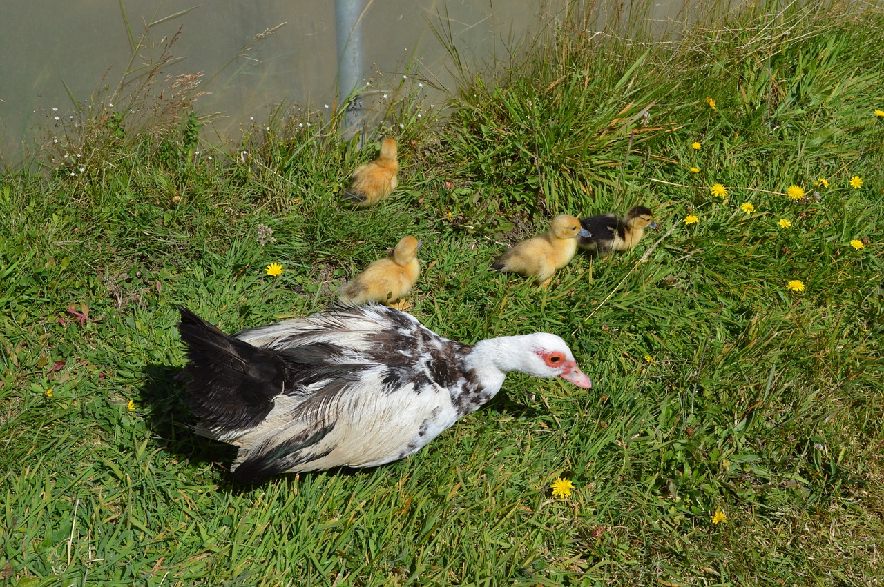 animal duck spring free photo