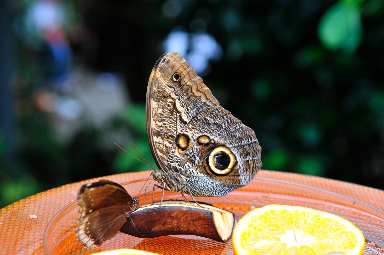 animal butterfly wing free photo