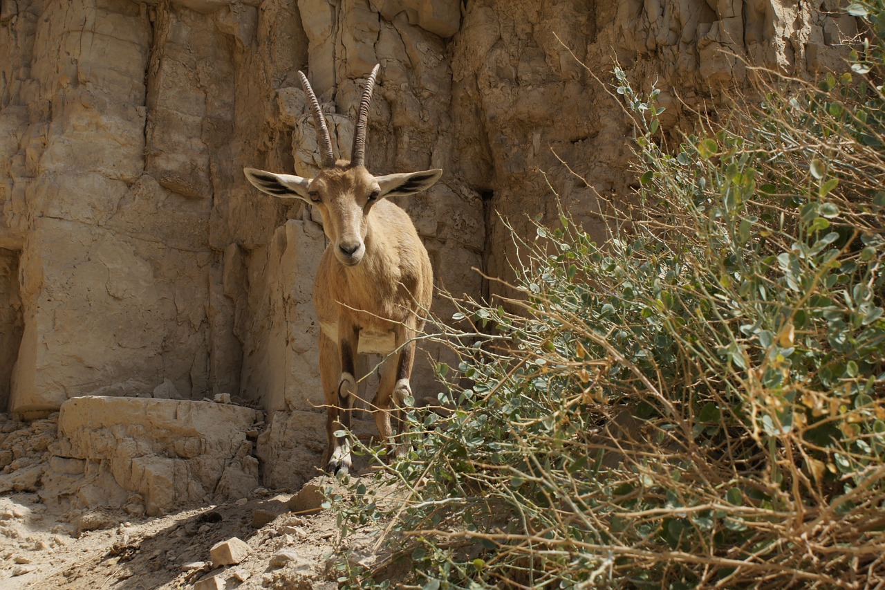 animal capricorn wild free photo