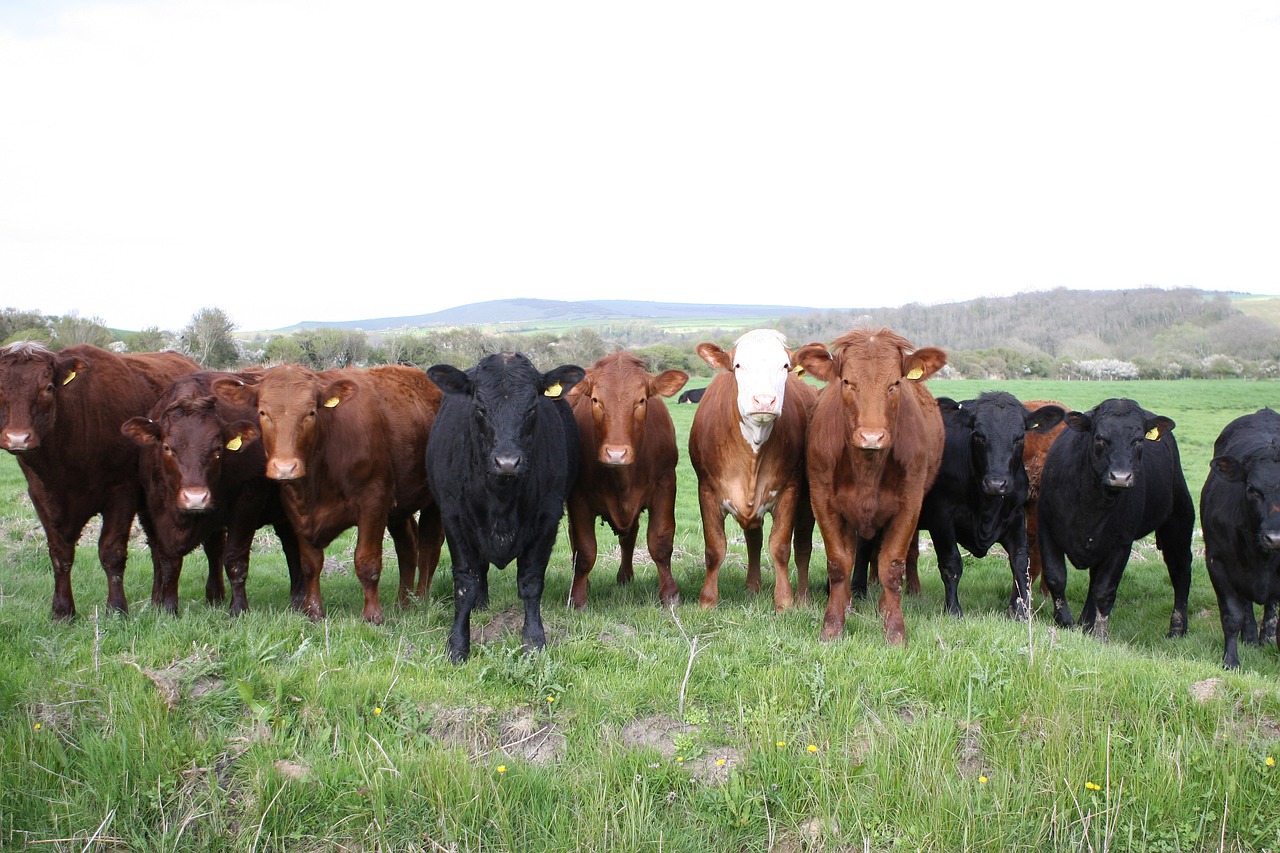 animal beef bovine free photo