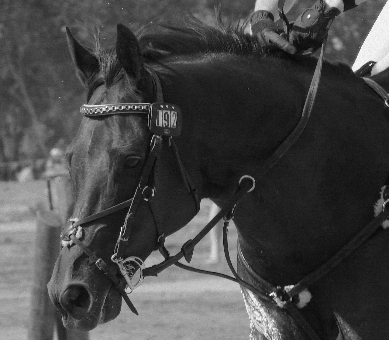 animal horse eventing free photo