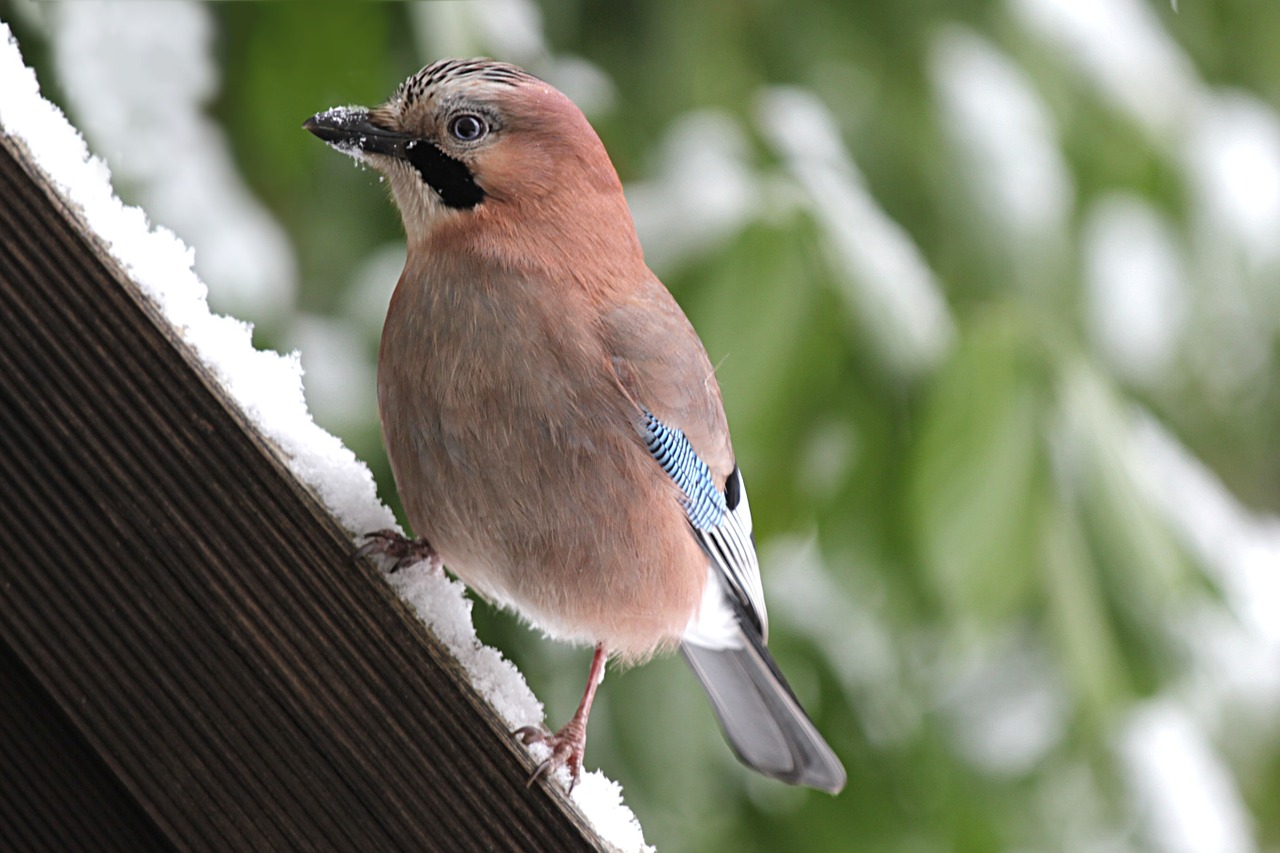 animal bird jay free photo