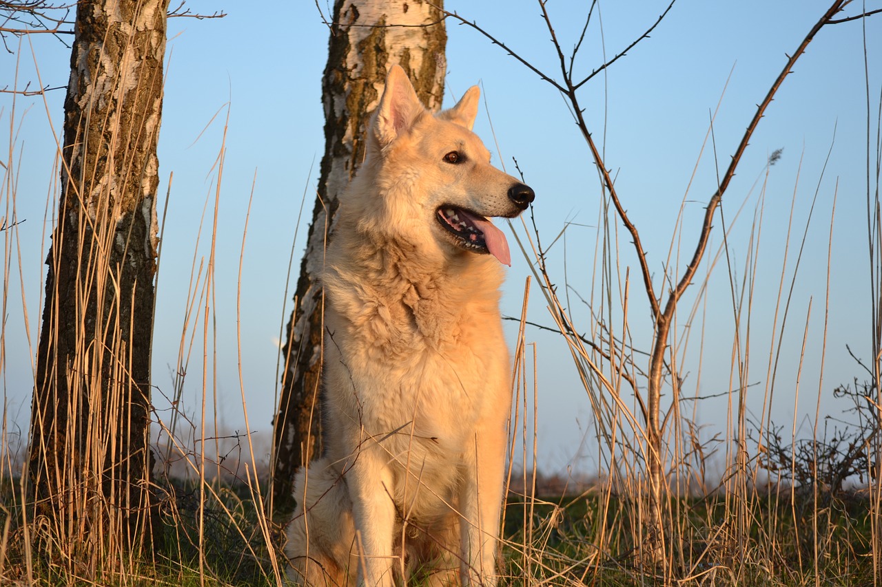 animal dog sled dog hybrid free photo