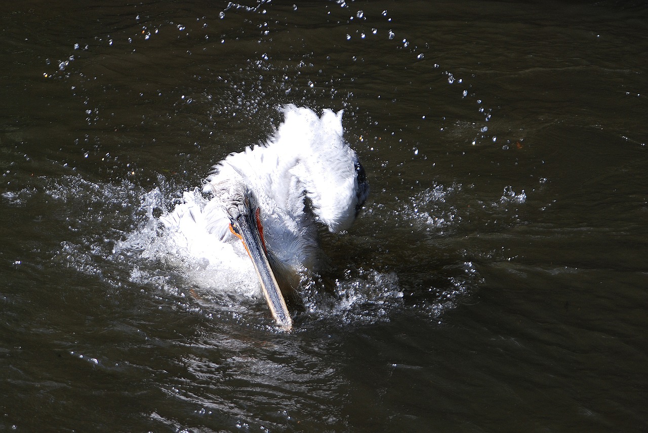 bird nature swim free photo