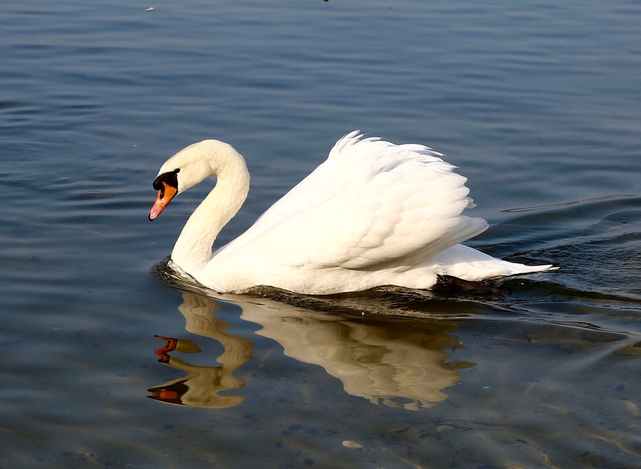 animal swan pride free photo