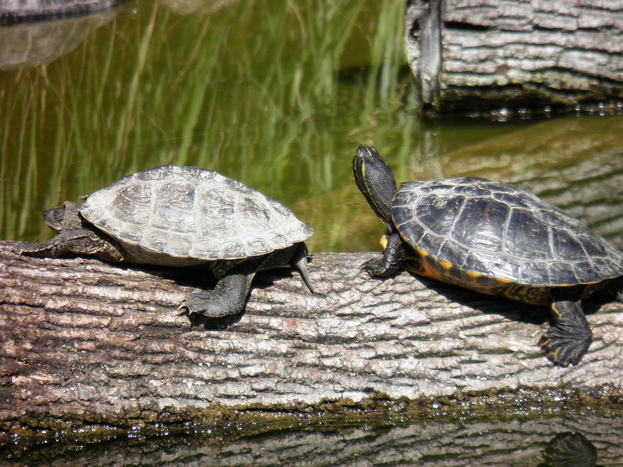 animal animals turtles free photo