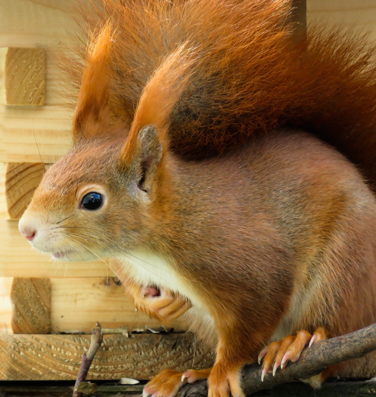 animal squirrel verifiable kitten free photo