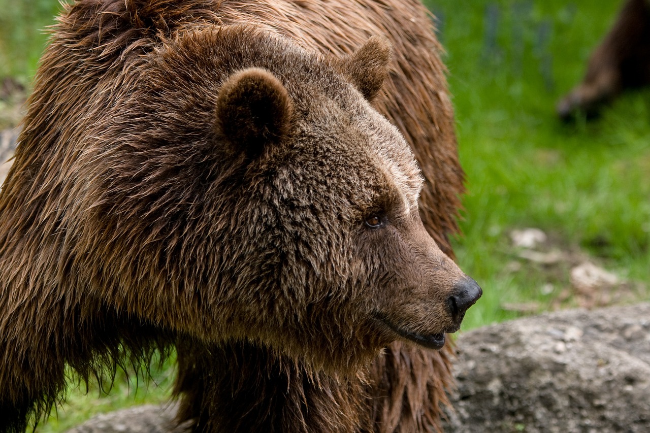 animal zoo brown bear free photo