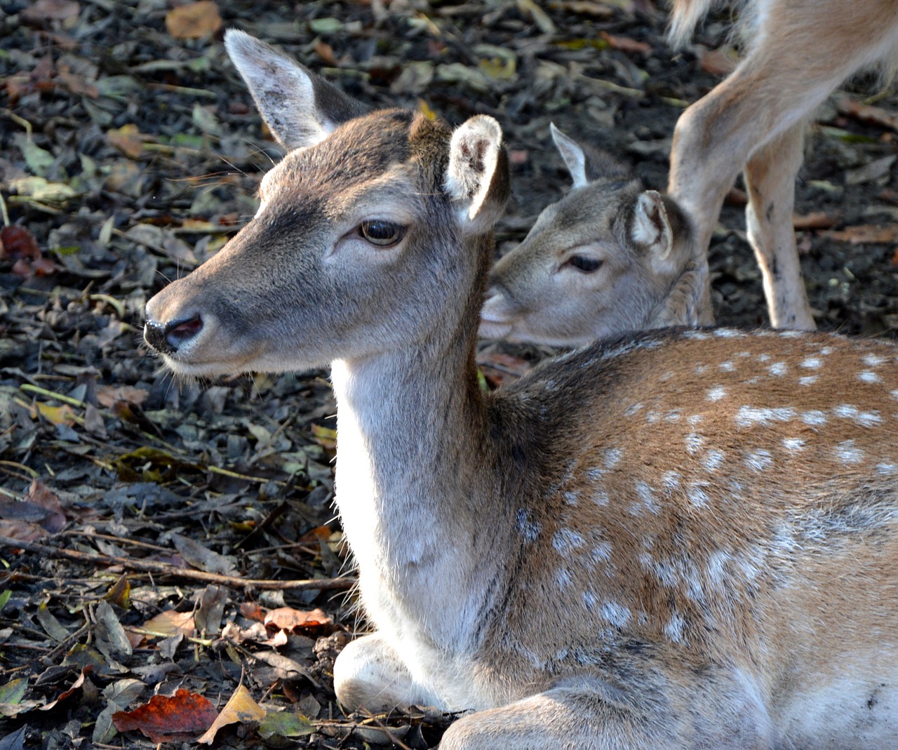 animal roe deer lying free photo