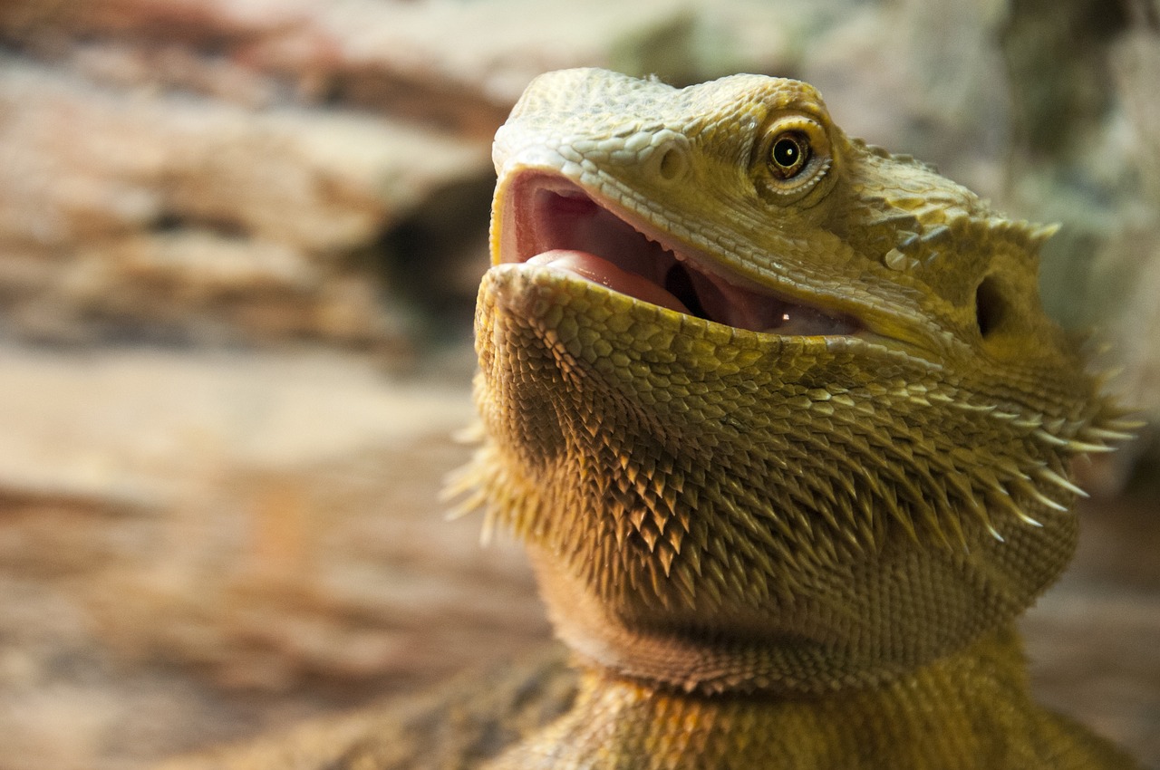 animal the lizard terrariums free photo