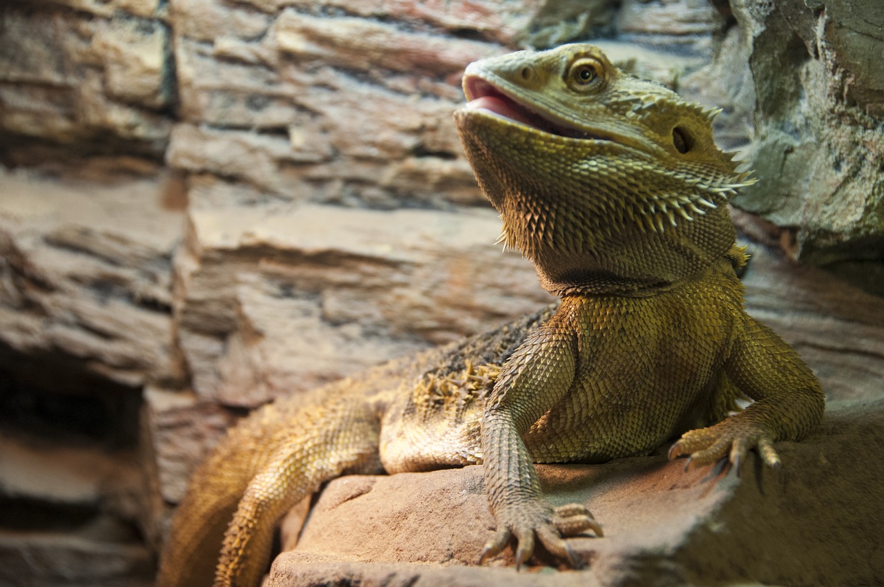 animal the lizard terrariums free photo