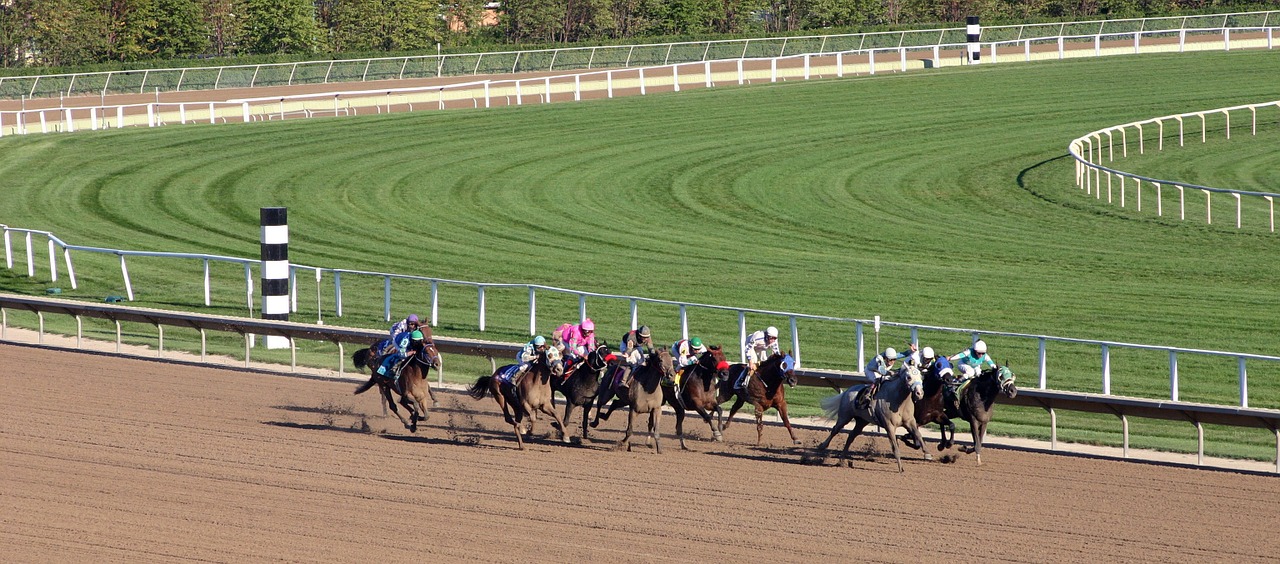 animal horse racing free photo