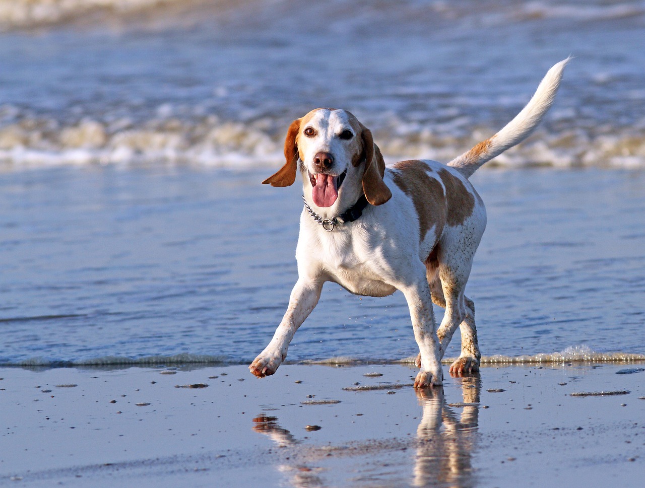 animal beach beagle free photo