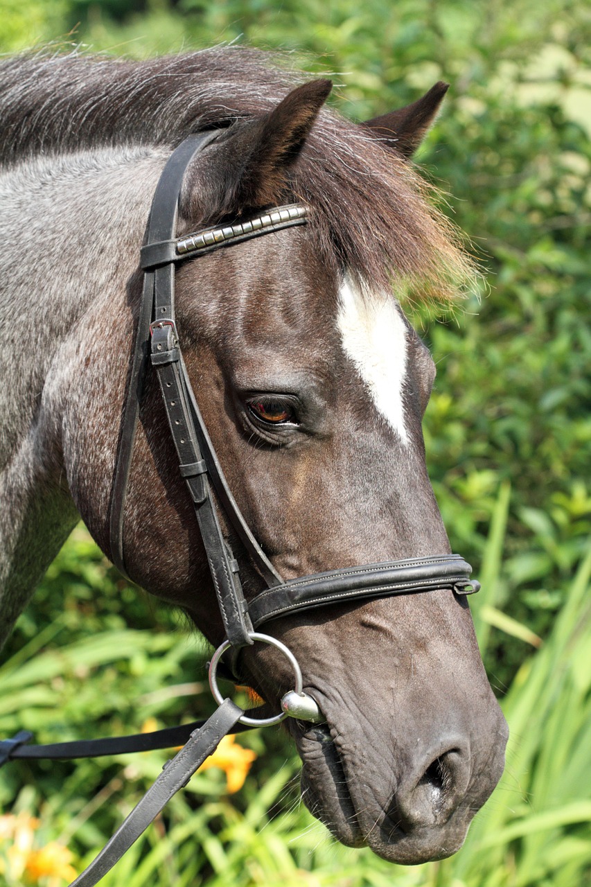 animal bridle equestrianism free photo