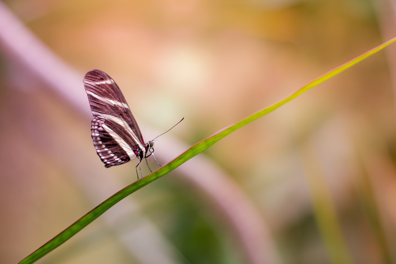 animal bokeh insect free photo