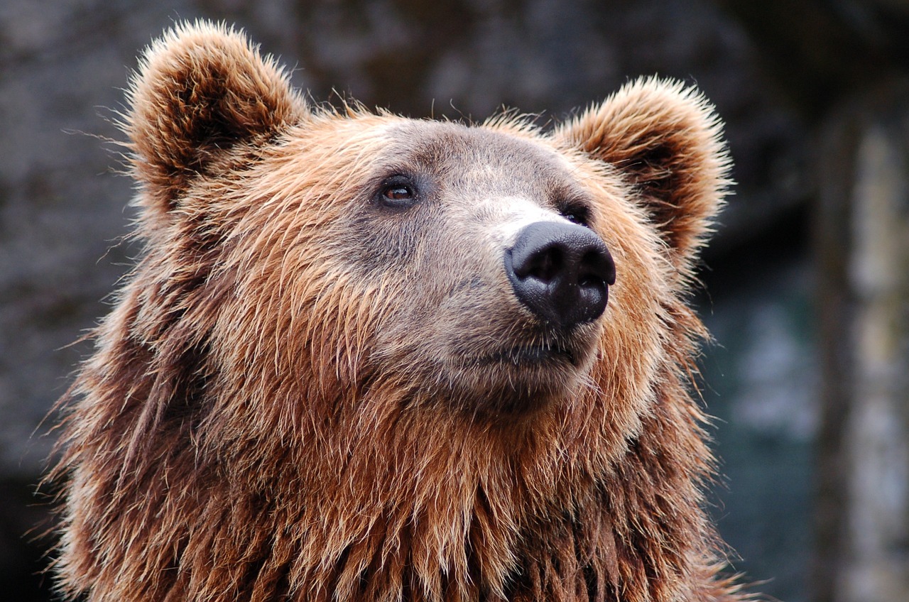 animal zoo bear free photo