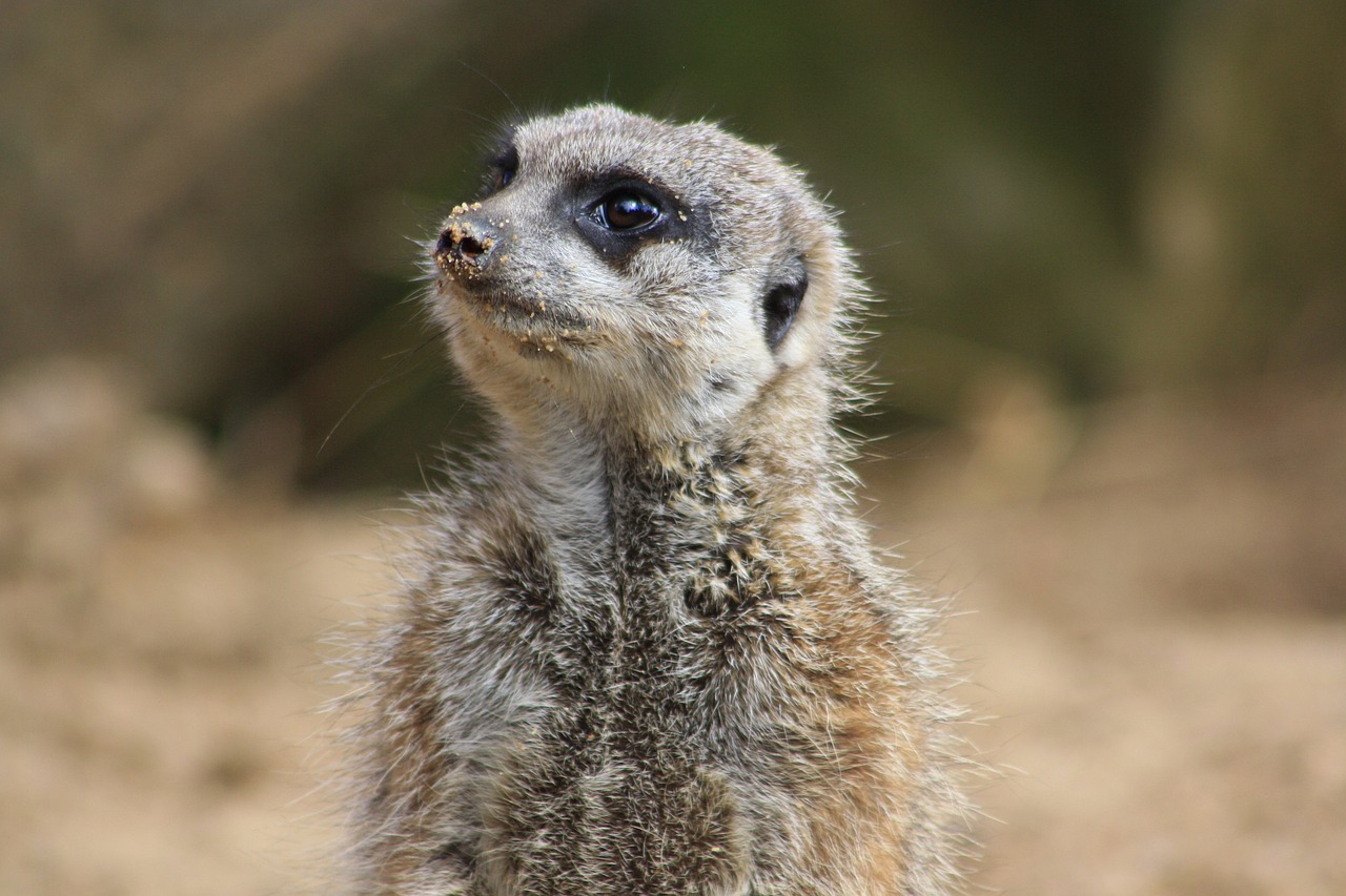 animal zoo meerkat free photo