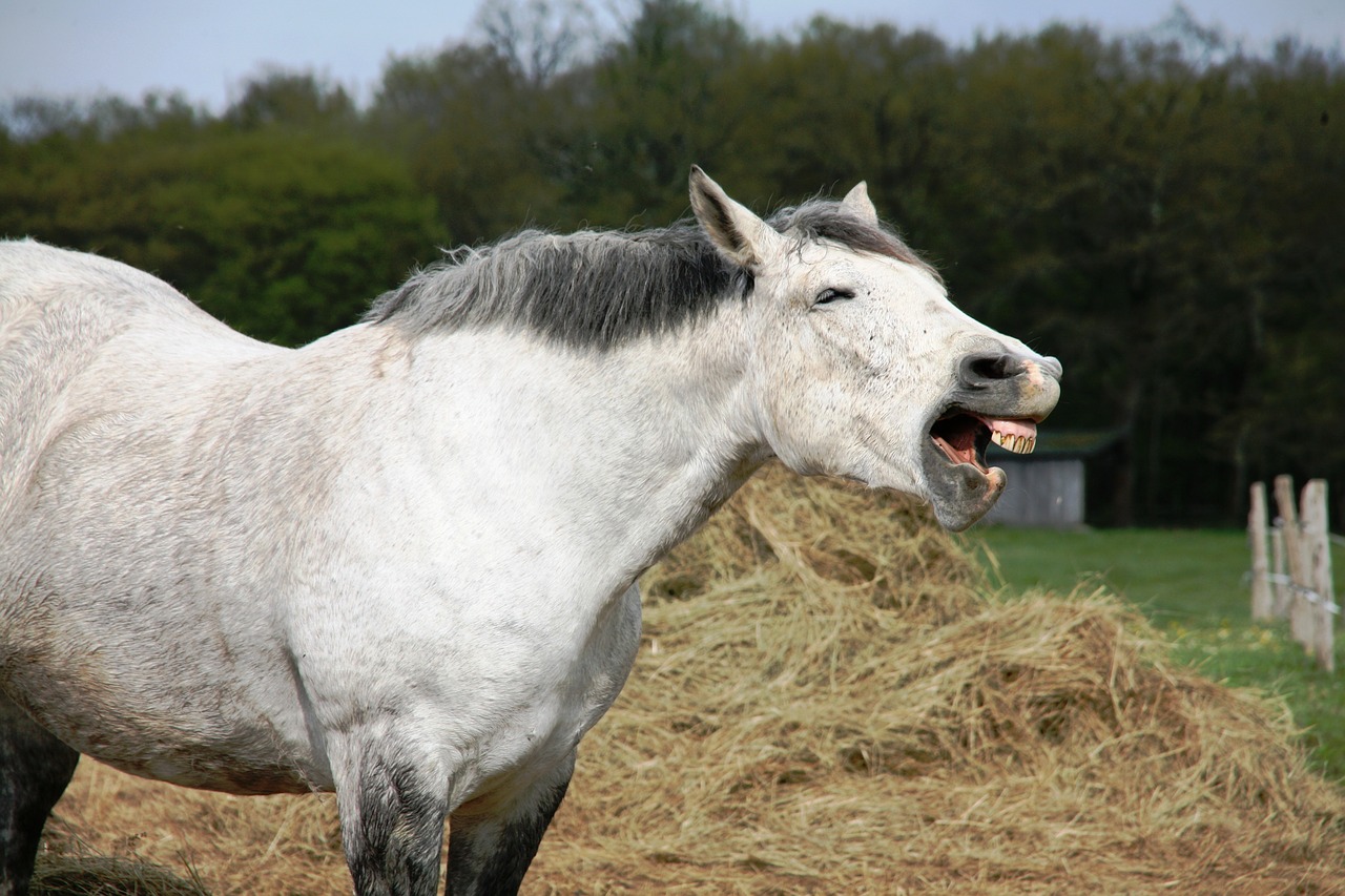 animal farm horse free photo