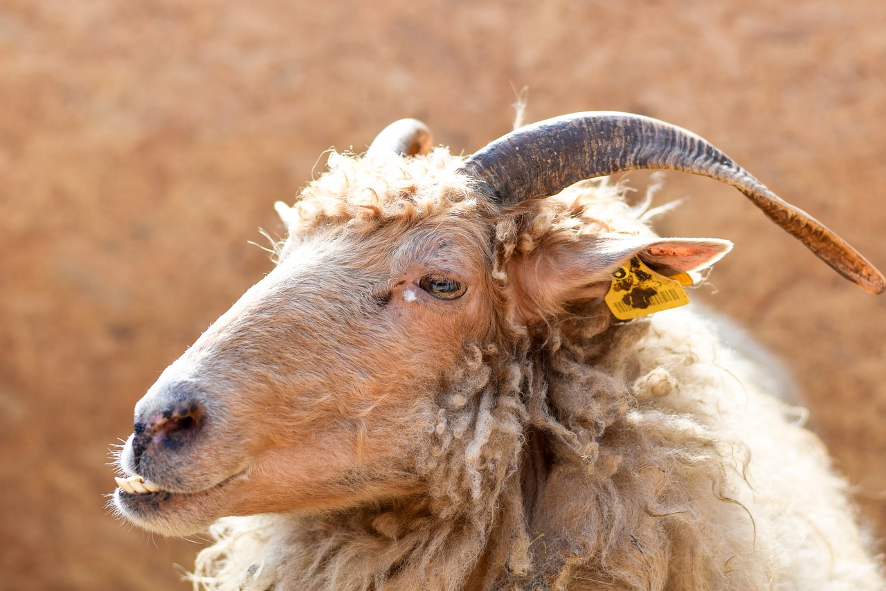 animal wool goat free photo
