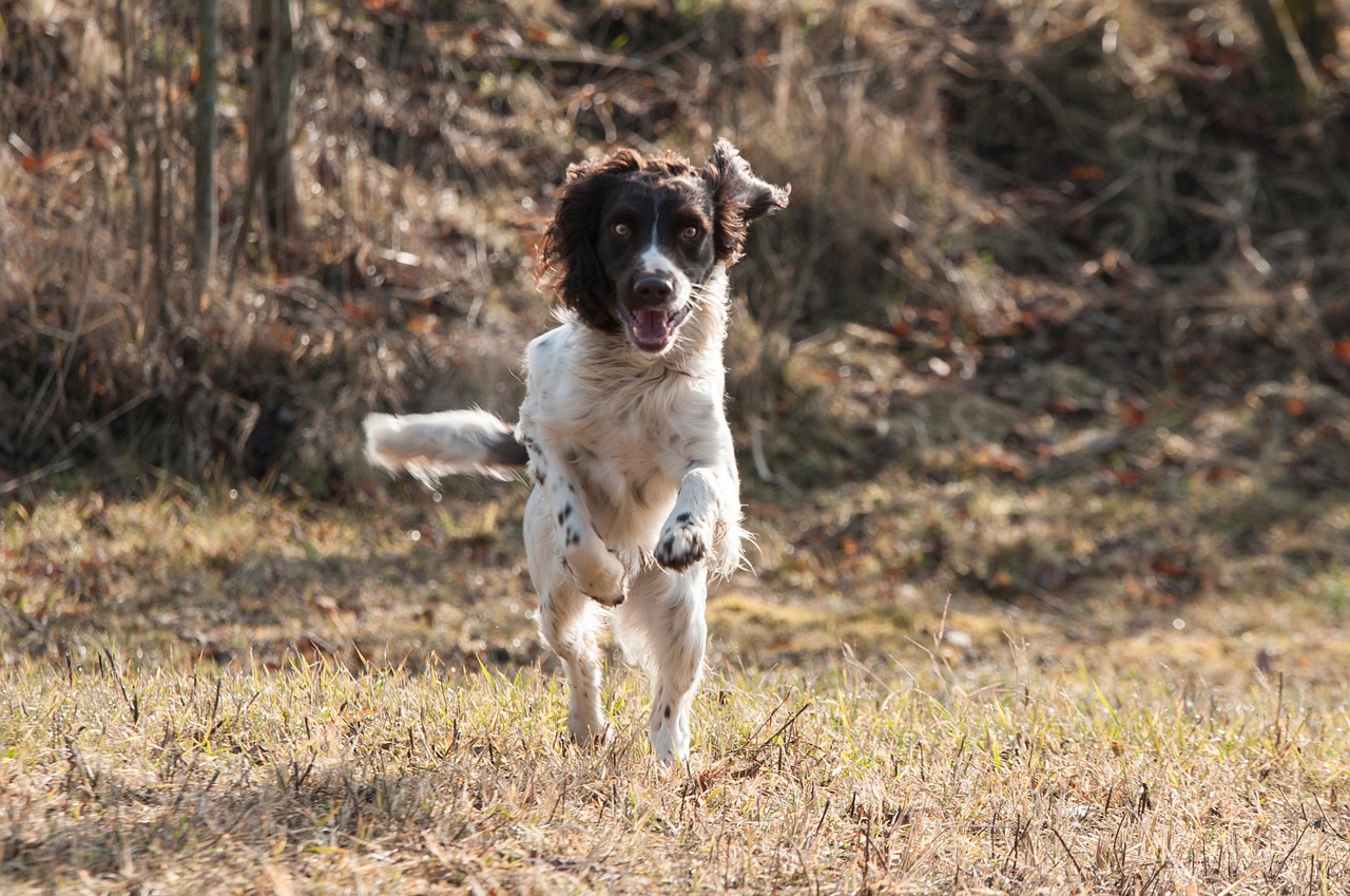 animal hunting dog spaniel free photo